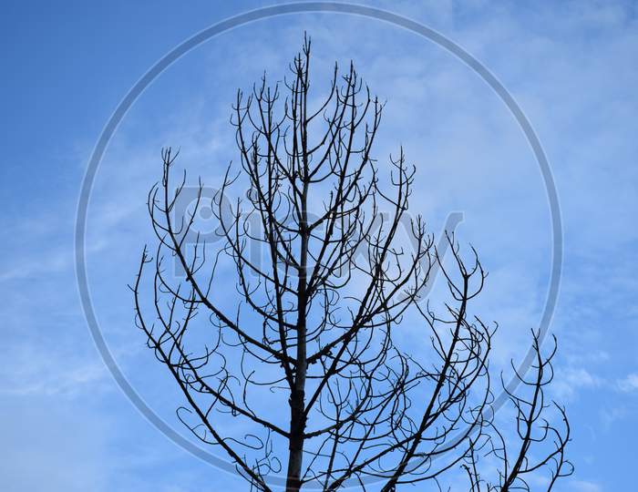 Beautiful Picture Of Tree And Blue Sky In Background