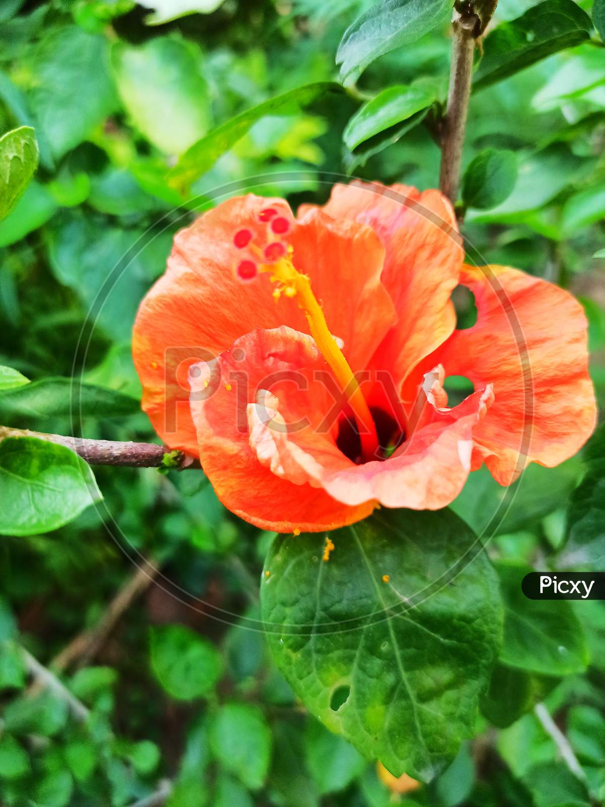 Hibiscus orange Flower