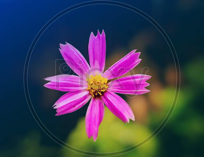Pink_Cosmos_Flower