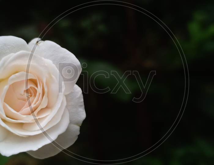 White Rose Flower In Close Up View . Space For Text