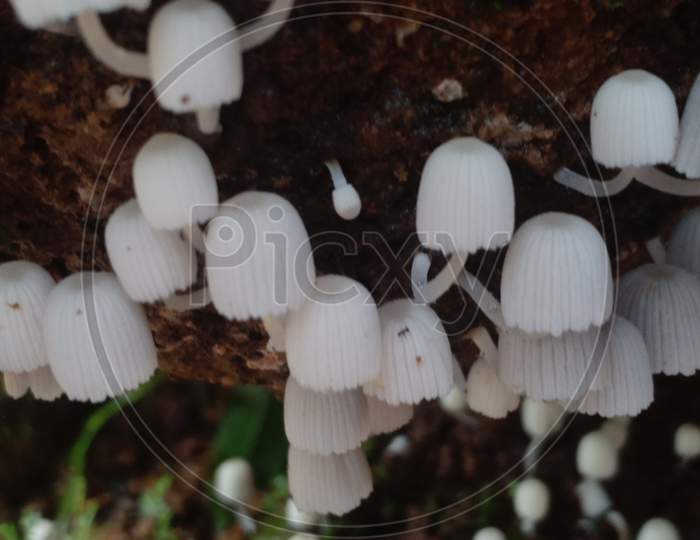 White Wild Mushroom On A Tree Trunk