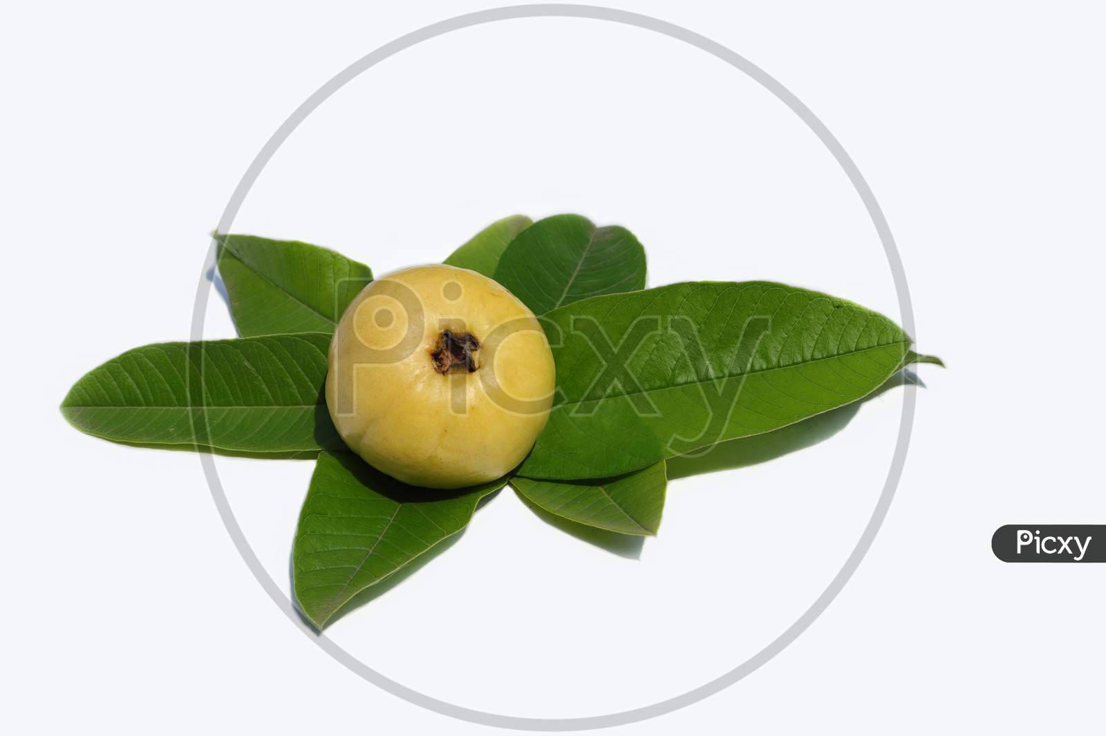 Ripe Guava With Guava Leaves Isolated On White Background