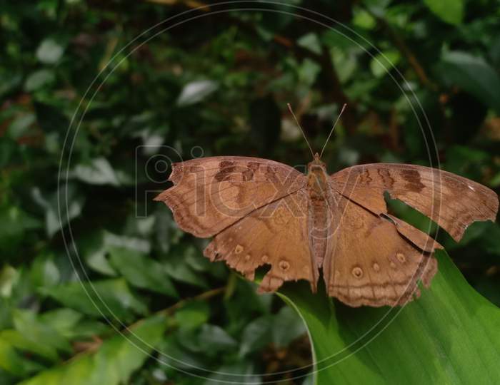 Brown Butterfly On Plant With Damaged Wings