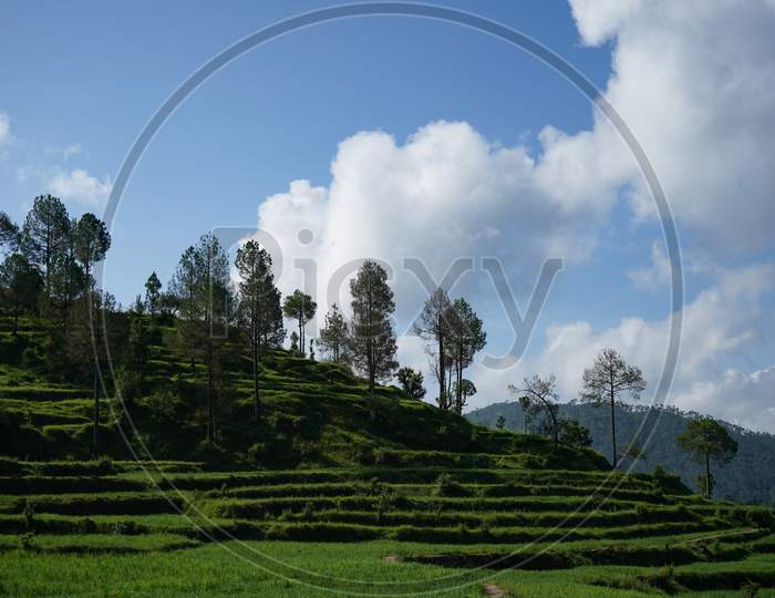 A Beautiful Landscape Of Fields In The Mountains Of Almora. A View Of How Terrace Farming Is Done In Uttrakhand.