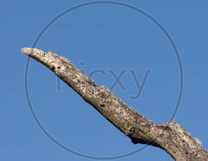 Weathered Dead Tree Trunk Against Blue Sky Background