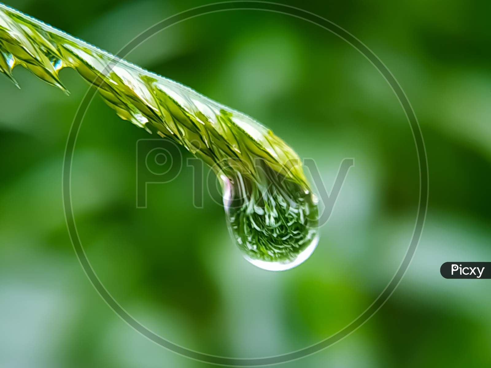 Fresh Grass With Dew Drops Close Up