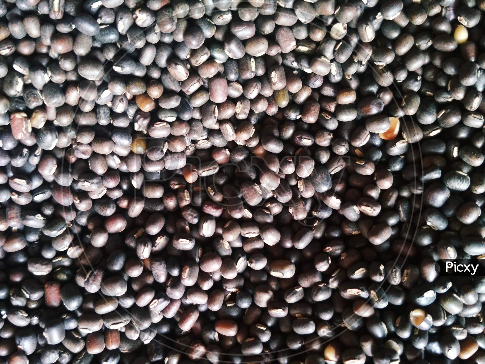 Black gram beans