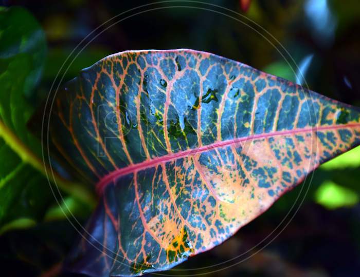 Beautiful Picture Of Plant Leaf For Wallpaper