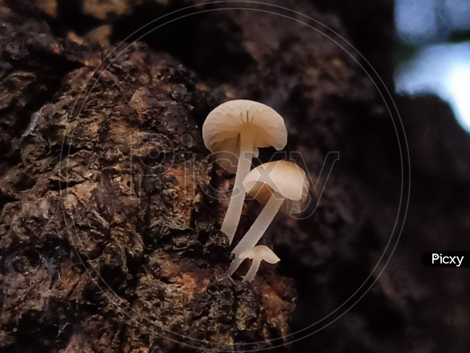 Macro Photo Of Tiny Mushrooms Growing On Wood