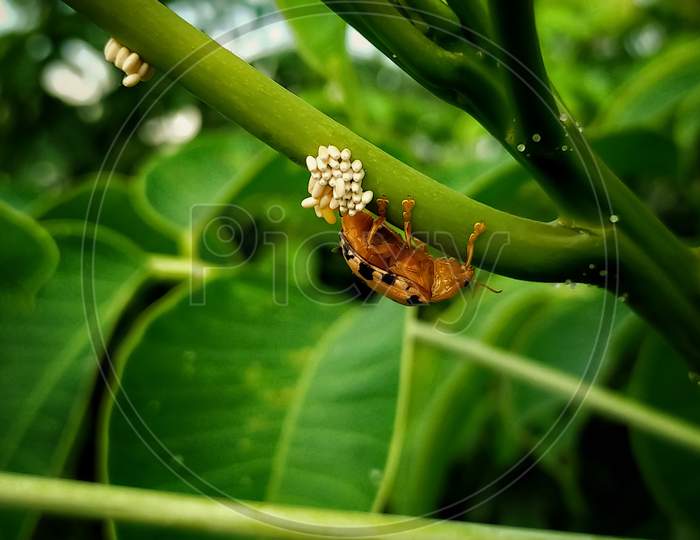 Megsher , westbengal , 11 August 2020 :Macro short of a orange beetle giveing egg on a tree branch.
