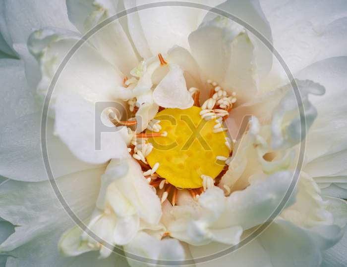 Macro Of White Lotus Head In Horizontal Orientation, Perfect For Wallpaper