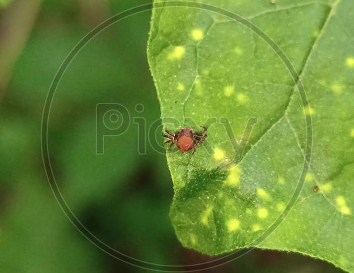 Macro Photography Of A Garden Spider On A Green Leaf