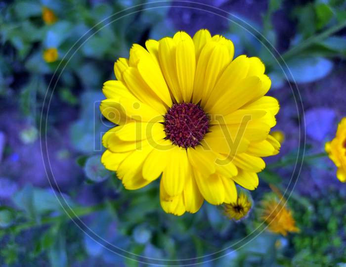 a yellow flower blooming