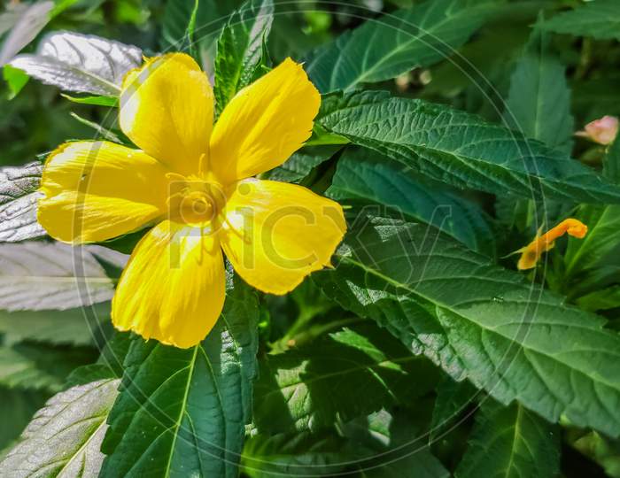 Selective Focus On Yellow Flower And Green Leaves