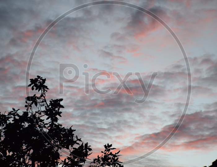 Beautiful Picture Of Tree Top And Orange Clouds In Sky