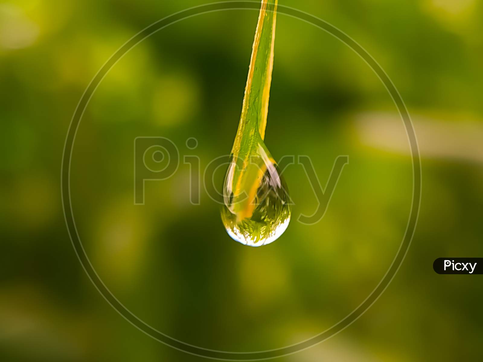 Drop Of Water On Green Leaf