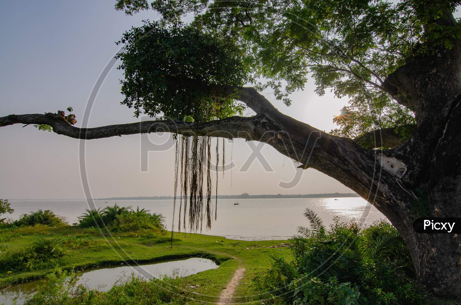 Banyan tree on a river bank with diffused light in late afternoon.