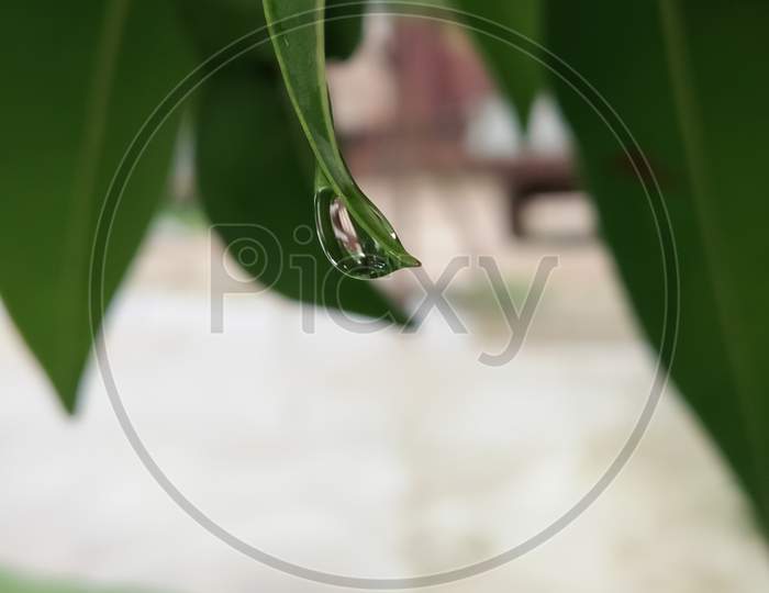 Water drop on the end of leaf