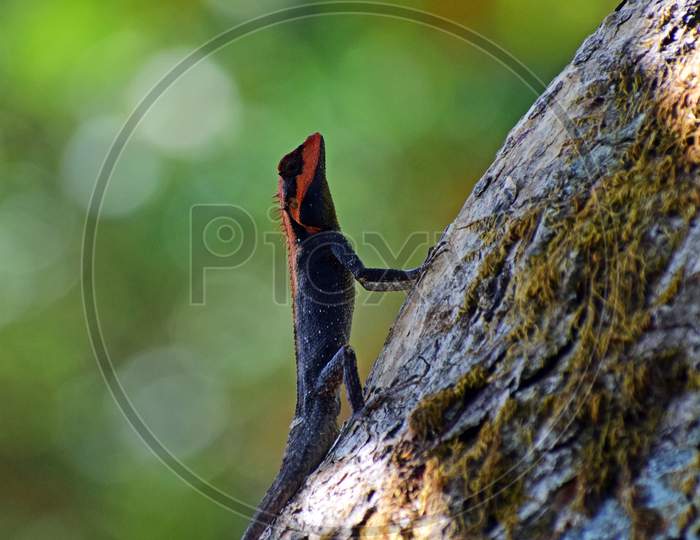 Sahyadri Forest Lizard climbing up on the tree