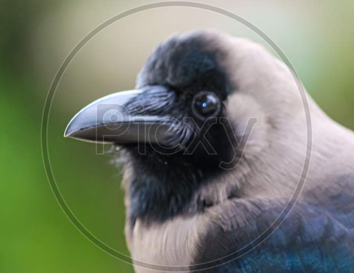 portrait of a crow