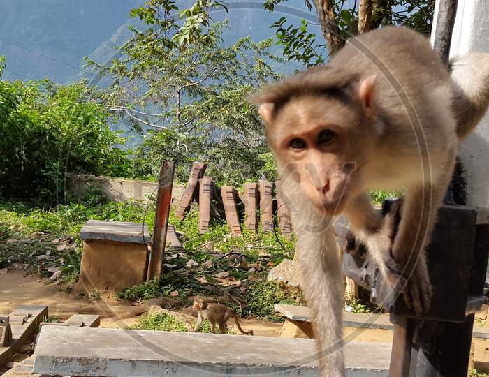 Close encounter with monkey