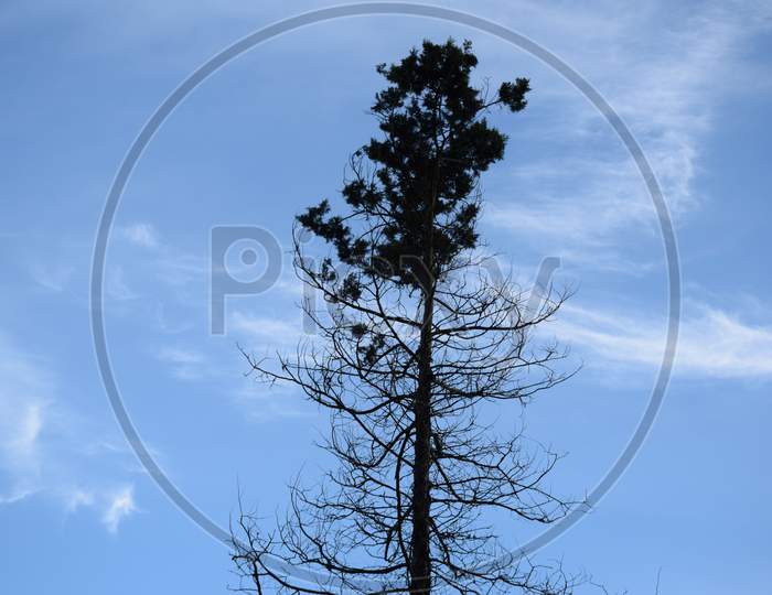 Beautiful Picture Of Tree And Blue Sky