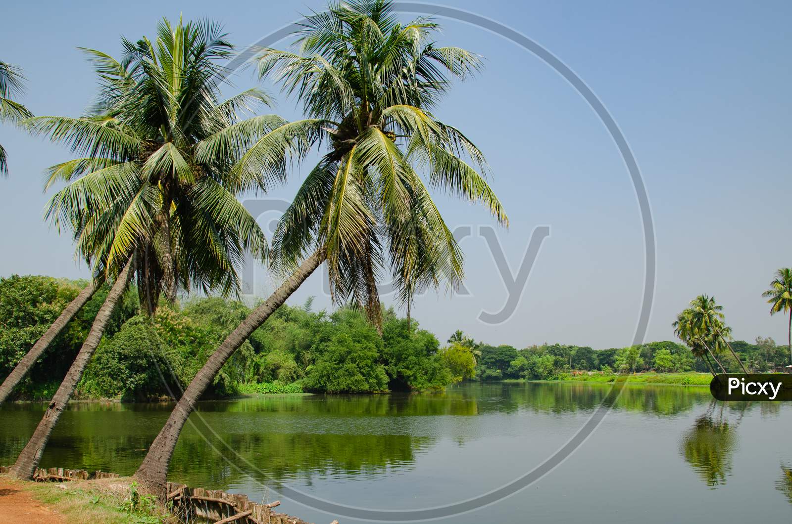 Village scenery with palm trees bending over a pond.