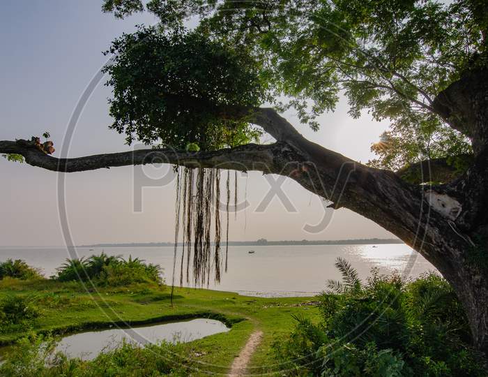 Banyan tree on a river bank with diffused light in late afternoon.