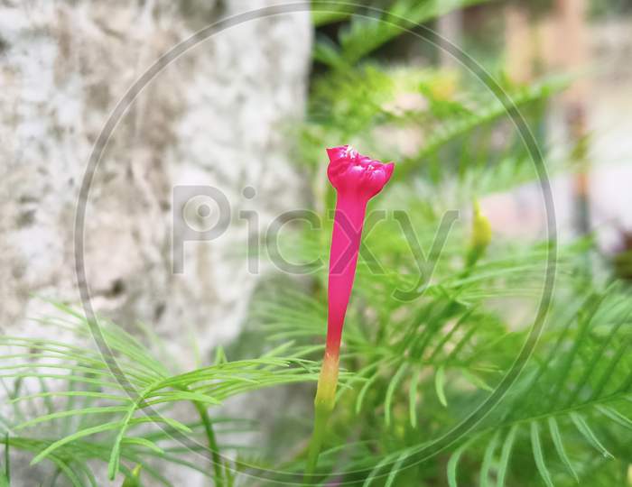 Small Pink Flower Surrounded By Green Grass
