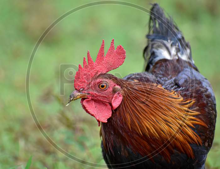 Close-up of a indian male cock having shallow depth of field