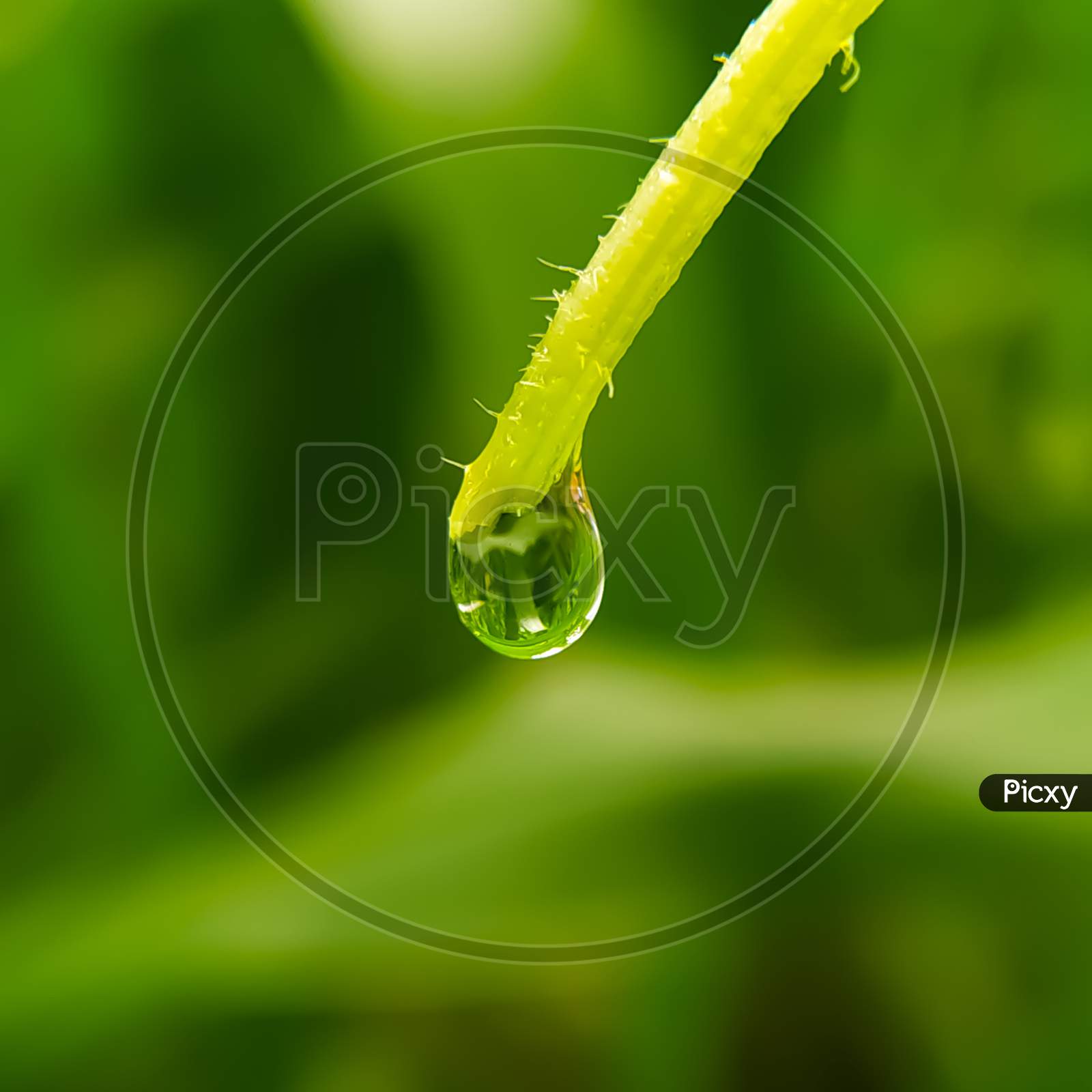 Drops Of Dew On A Grass