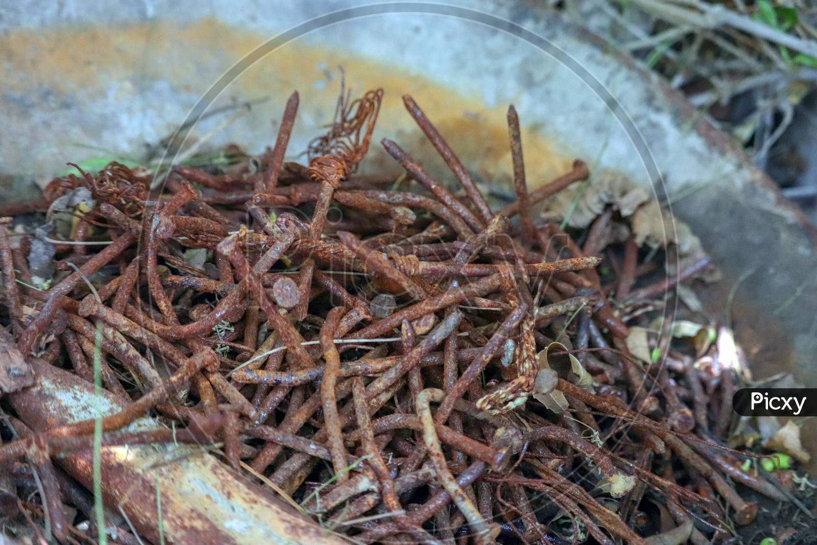 Group Of Brown Nails  Or Panel Pin Nails  In Outdoors