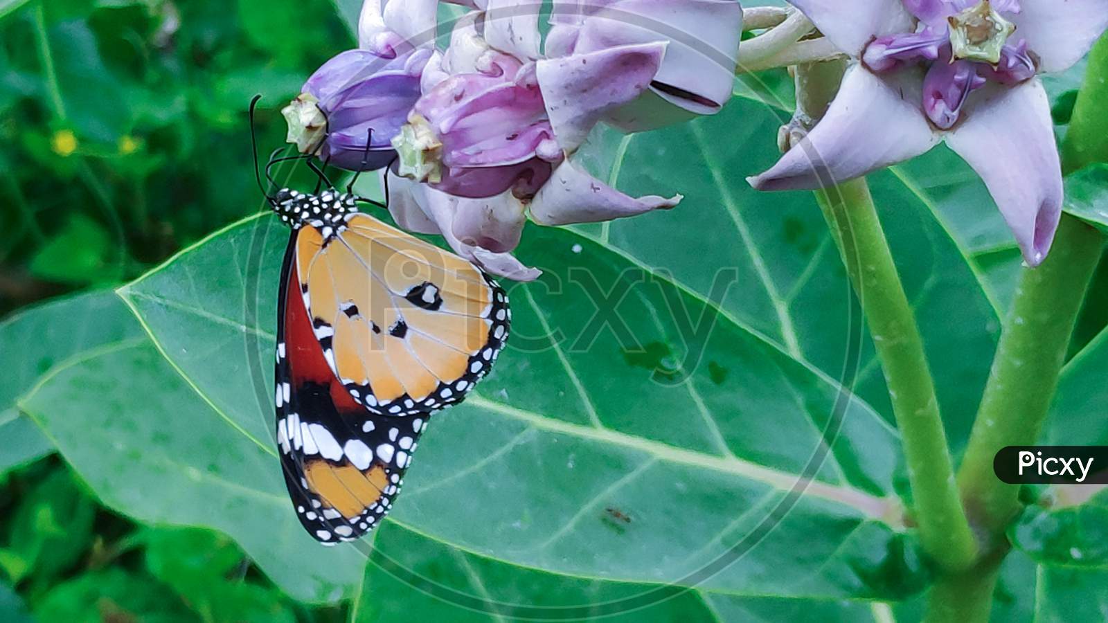 A Butterfly on Calotropis gigantea or  Crown flowers