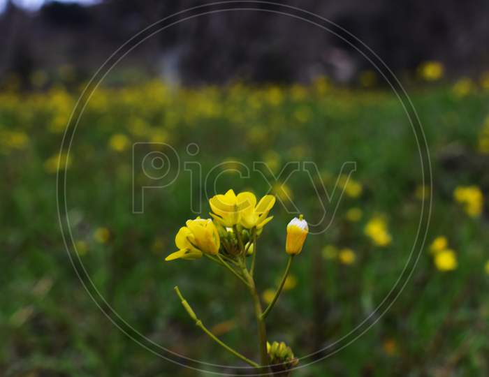 Mustard Flower in full bloom