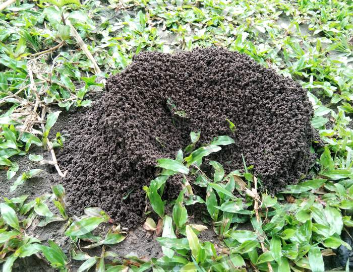 Ant's house , ant's nest