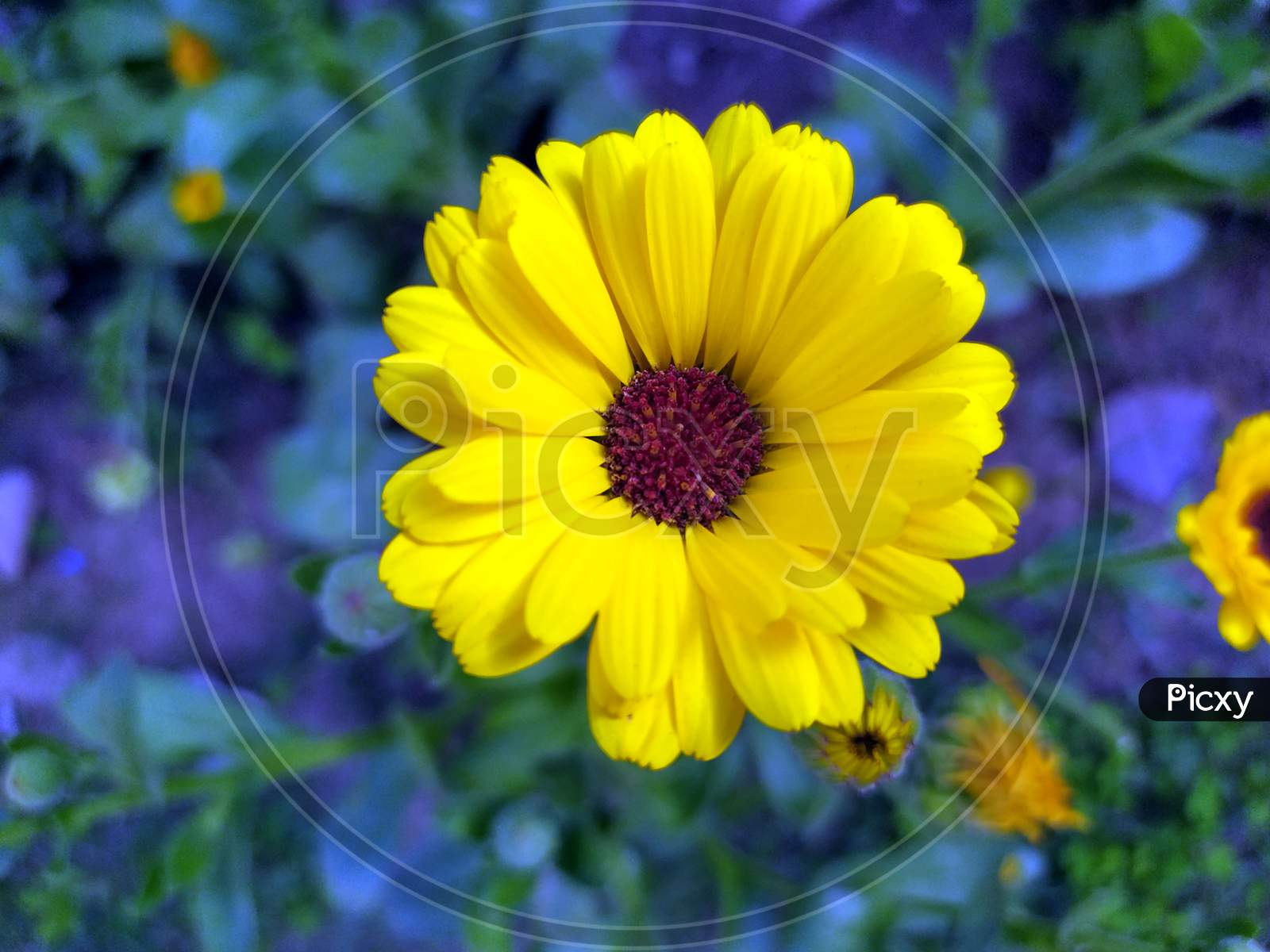 a yellow flower blooming