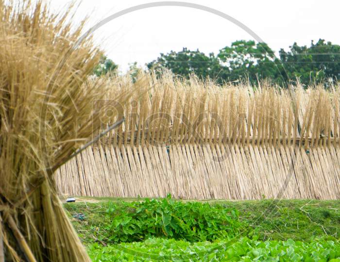 Jute Is Extracted From The Bark Of The White Jute Plant (Corchorus Capsularis) And To A Lesser Extent From Tossa Jute. Jute Was Once Known As The Golden Fibre Of Bangladesh.