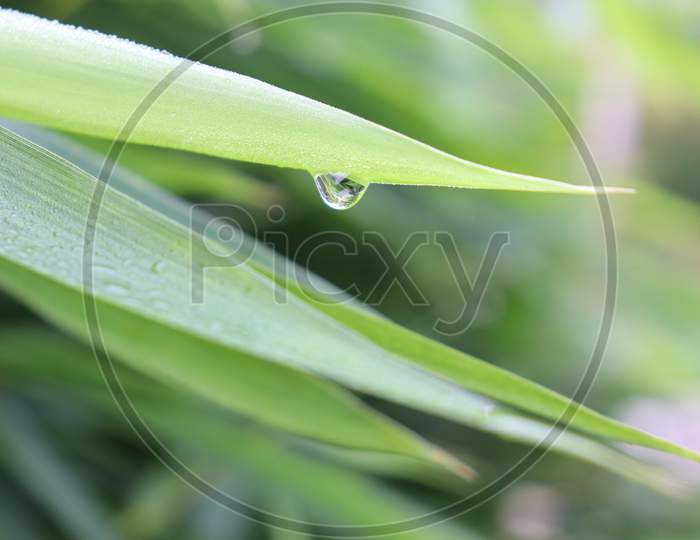 A Water Drop hanging on the Tree leafs , stock image