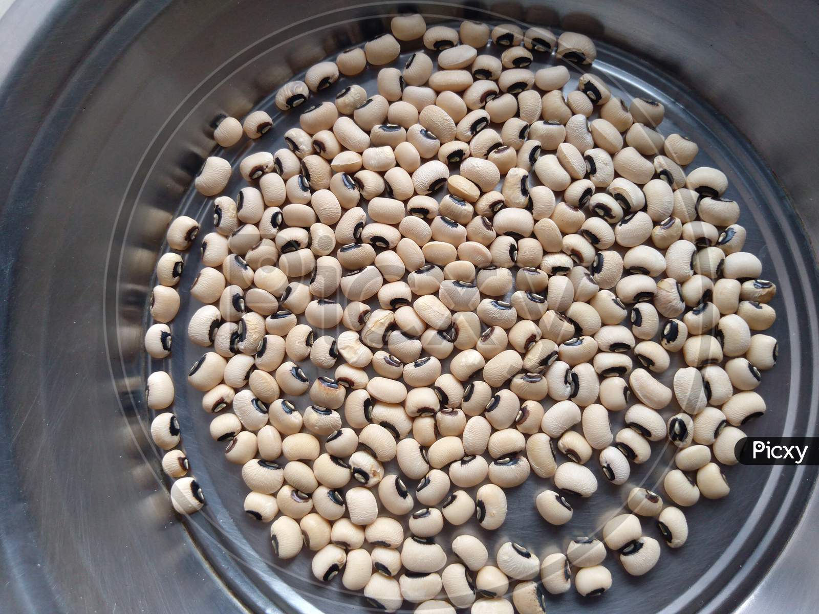 Black eyed peas is placed in a stainless steel plate. Grain