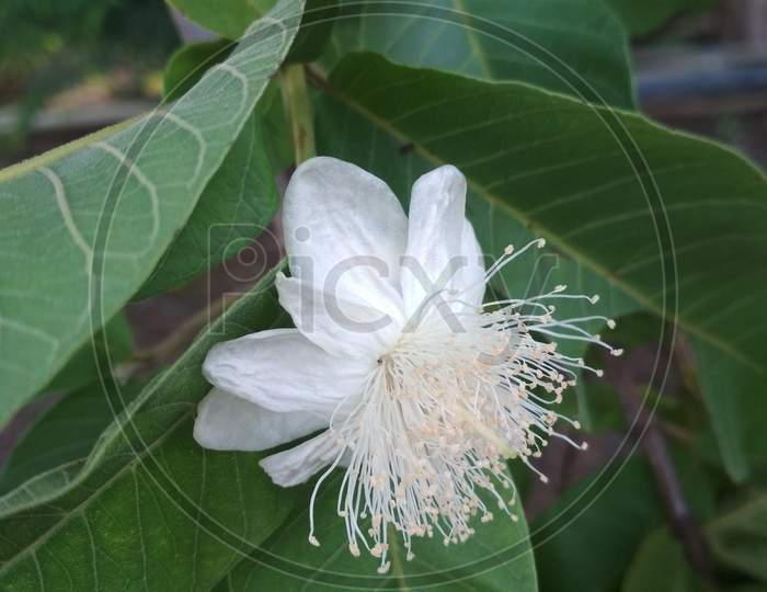 Petal of white flower