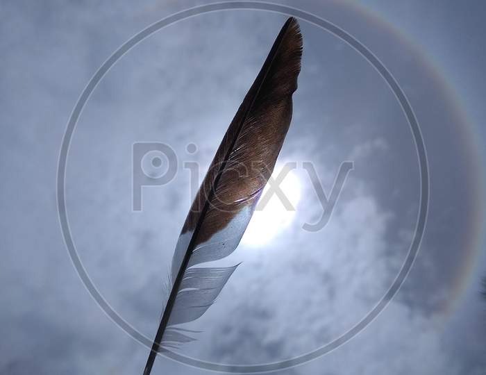 Feather against the sun.