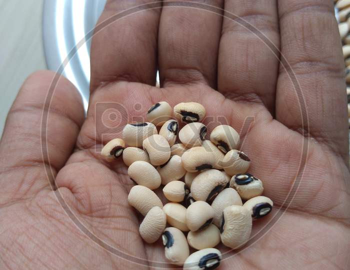 Black eyed peas is placed in a hand