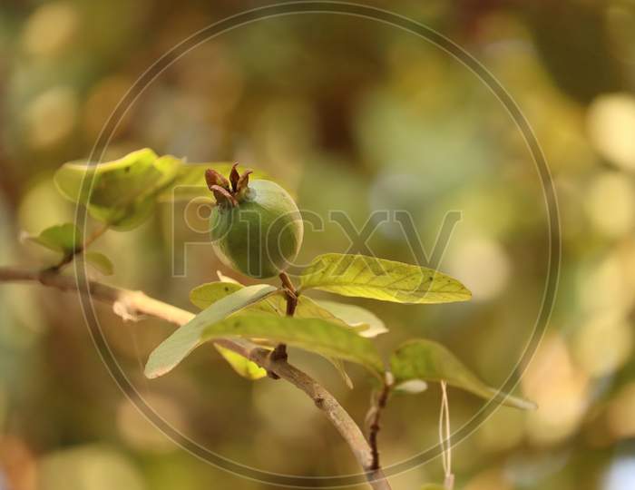 Indian Guava tree, stock image