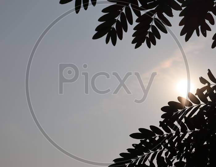 Beautiful Tree in the morning view , stock image