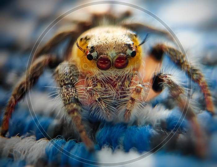 Macro shot of hyllus, jumping spider