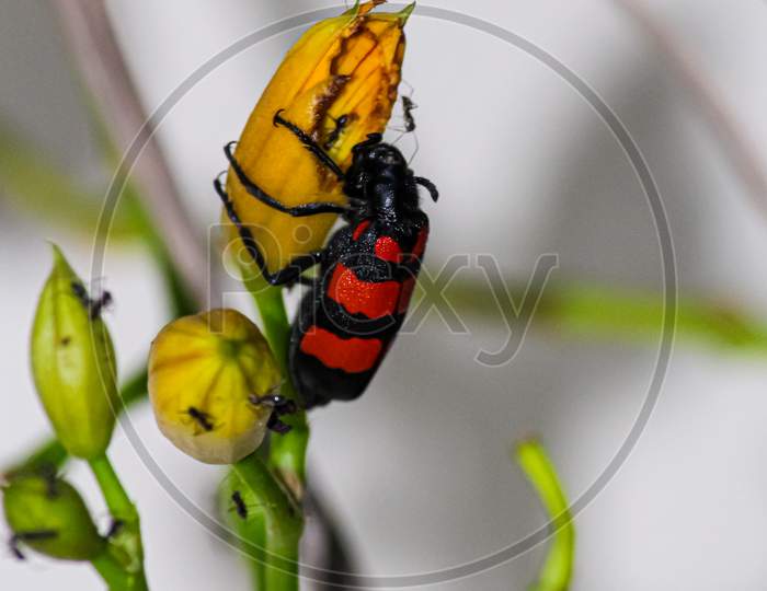 red-membraned bug on flower
