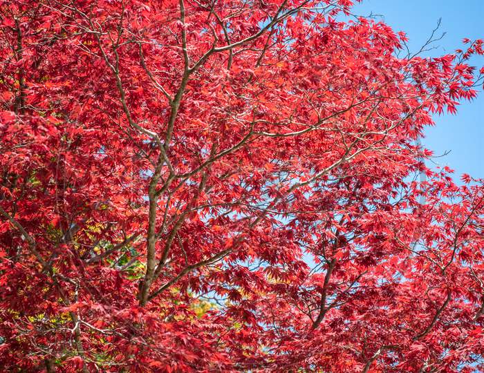 Red Leaves Foliage In Japan During The Momiji Autumn Season
