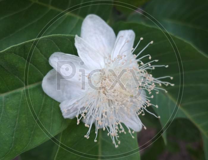 Whitening flower