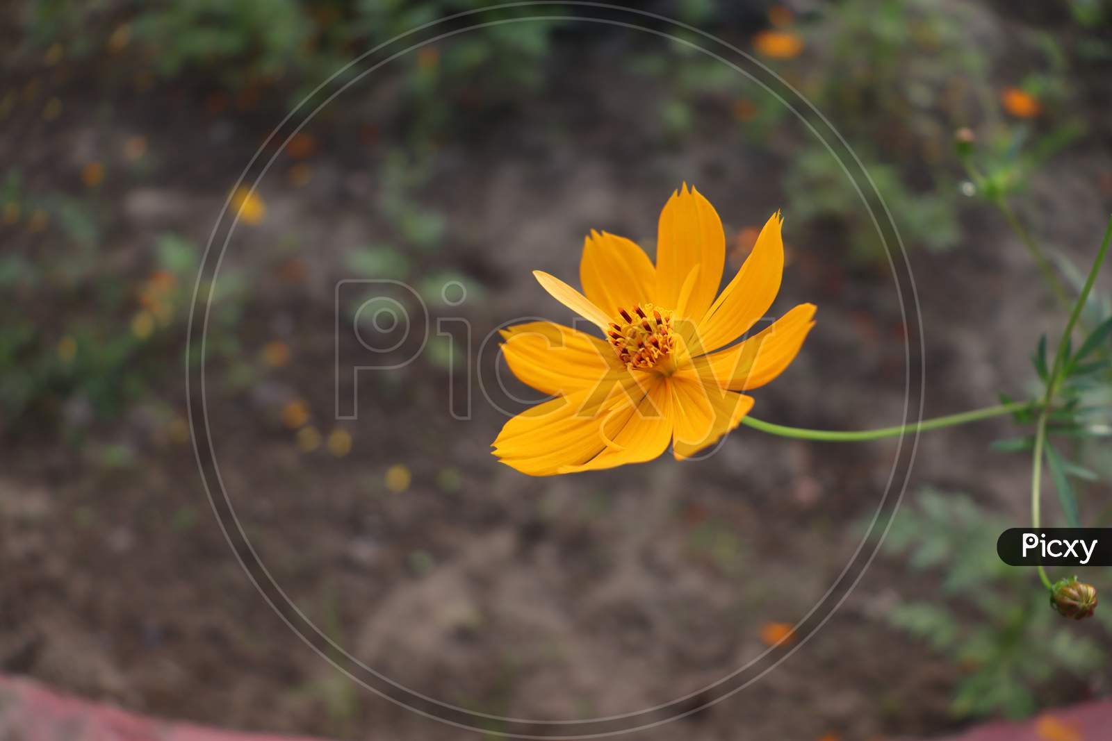 Yellow Daisy flower of Assam, Stock image