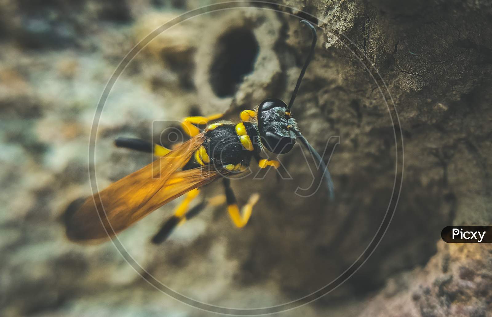Closer view of wasp
